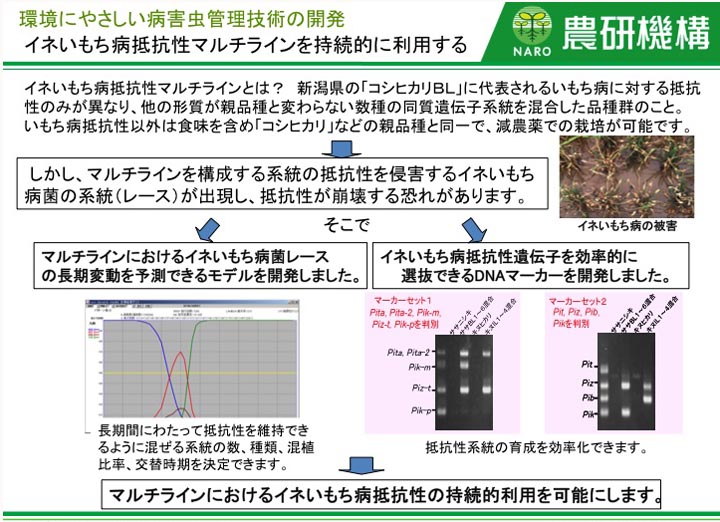 イネいもち病抵抗性マルチラインを持続的に利用する