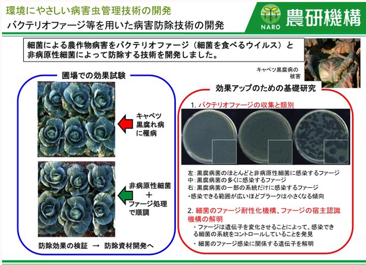 バクテリオファージ等を用いた病害防除技術の開発