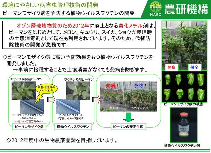 ピーマンモザイク病を予防する植物ウイルスワクチンの開発