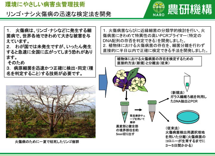 リンゴ・ナシ火傷病の迅速な検定法を開発