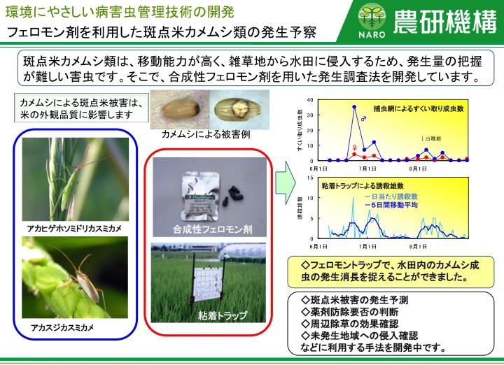 フェロモン剤を利用した斑点米カメムシ類の発生予察