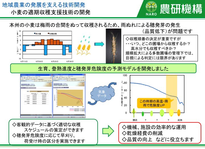 小麦の適期収穫支援技術の開発