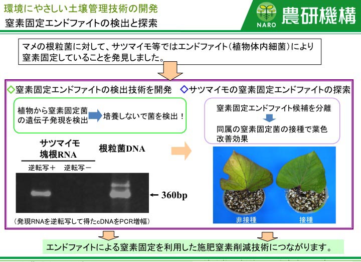 窒素固定エンドファイトの検出と探索