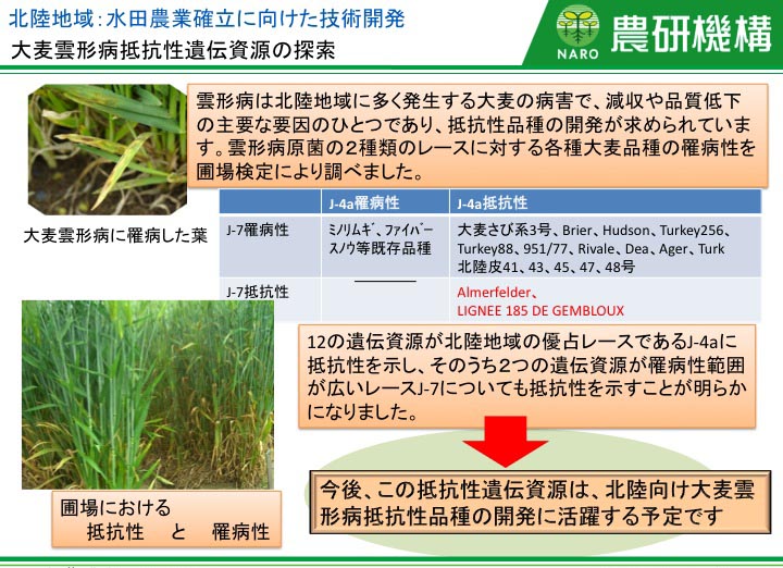 大麦雲形病抵抗性遺伝資源の探索