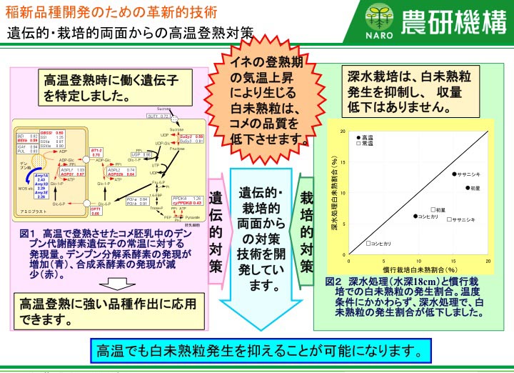 遺伝的・栽培的両面からの高温登熟対策