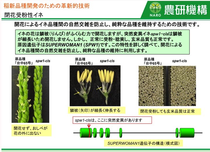 閉花受粉性イネ 