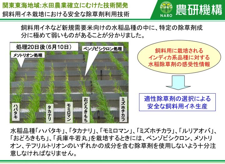 料用イネ栽培における安全な除草剤利用技術