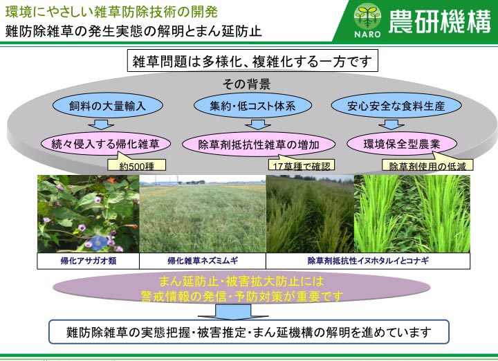 難防除雑草の発生実態の解明とまん延防止