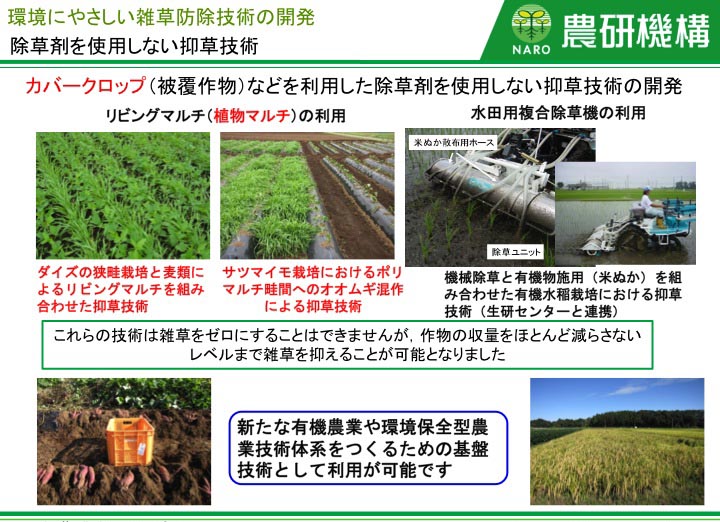 カバークロップ(被覆作物)などを利用した除草剤を使用しない抑草技術の開発