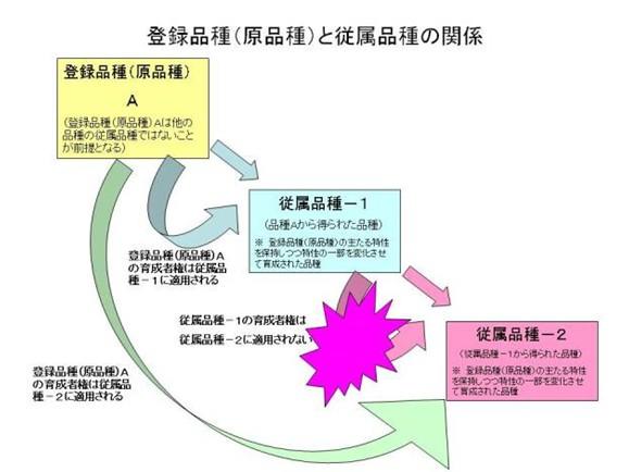 種苗管理センター 答え 農研機構