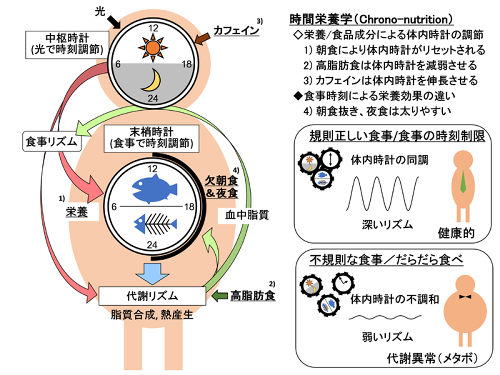 時間栄養学の概念図