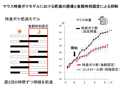 マウス時差ボケモデルにおける肥満の誘導と食餌時刻固定による抑制