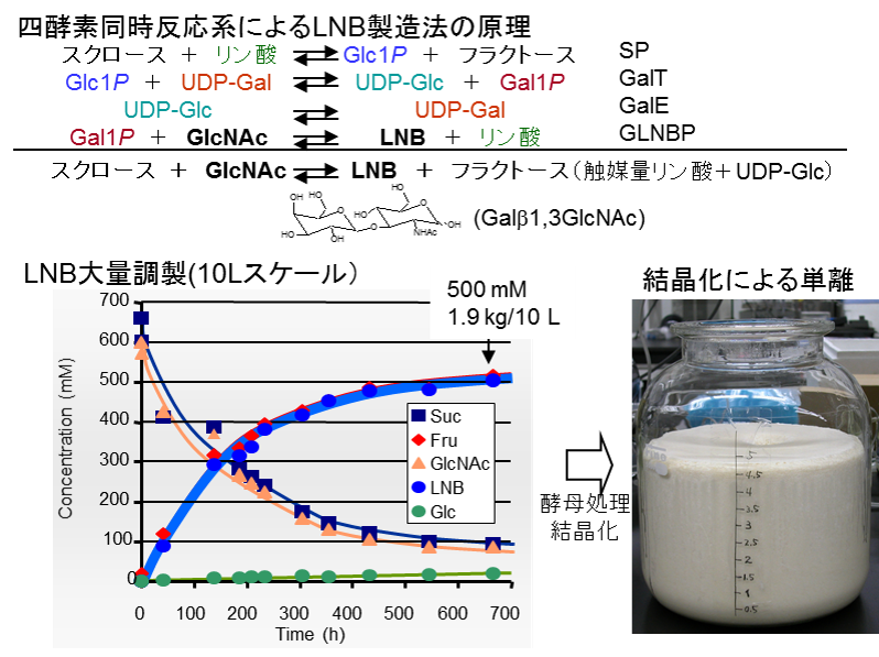 (図)ラクト-N-ビオース(LNB)の製造法