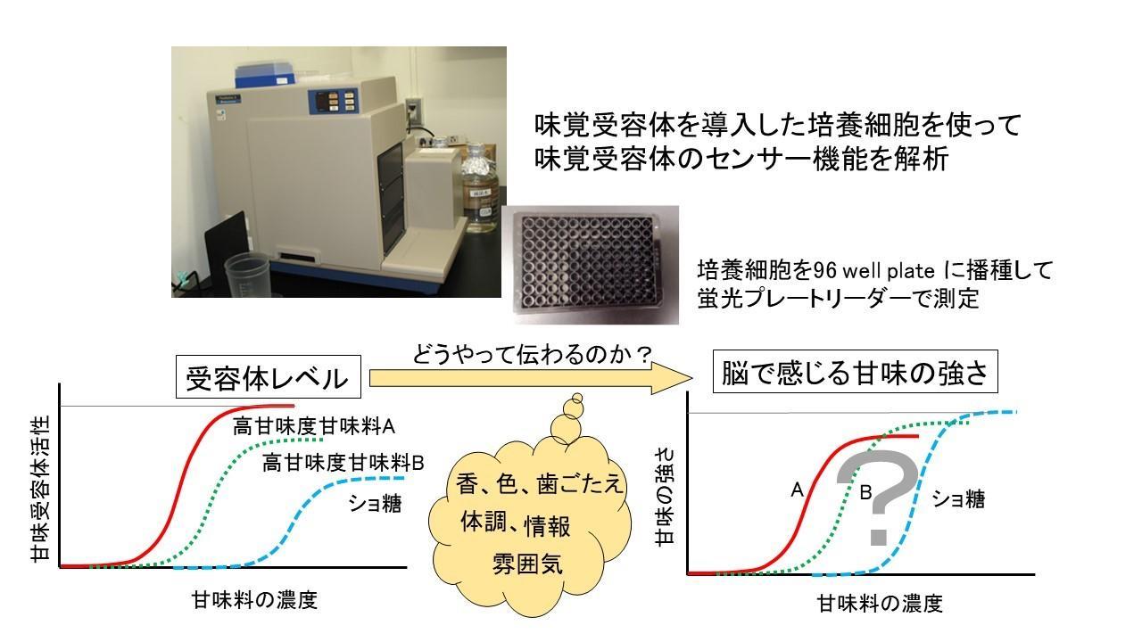 図:味覚受容体の活性と実際に頭で感じる味の強さや生理応答との関係