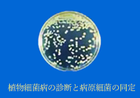 植物細菌病の診断と病原細菌の同定