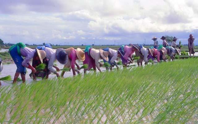 photo:paddyfield