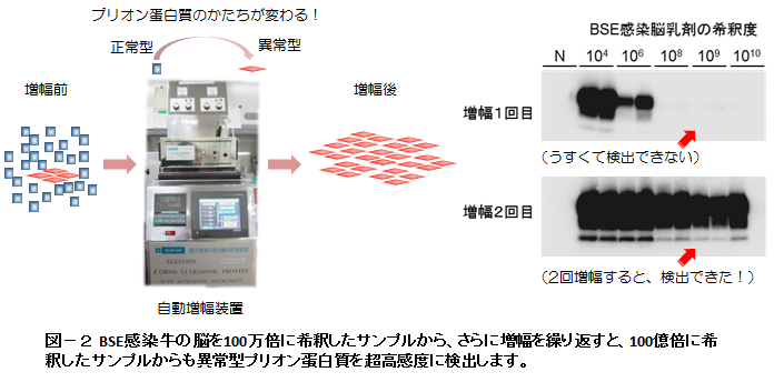 図-2 BSE感染牛の脳を100万倍に希釈したサンプルから、さらに増幅を繰り返すと、100億倍に希釈したサンプルからも異常型プリオン蛋白質を超高感度に検出します。