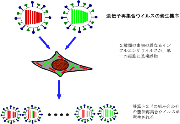 遺伝子再集合ウイルスの発生機序