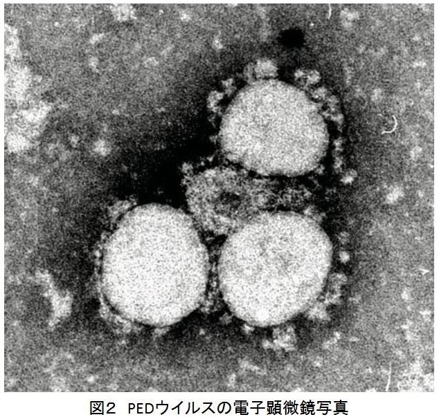 図2 PEDウイルスの電子顕微鏡写真
