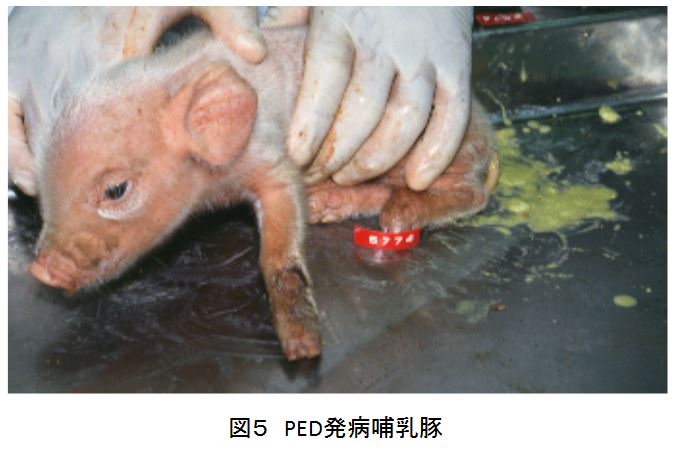 図5 PED発病哺乳豚
