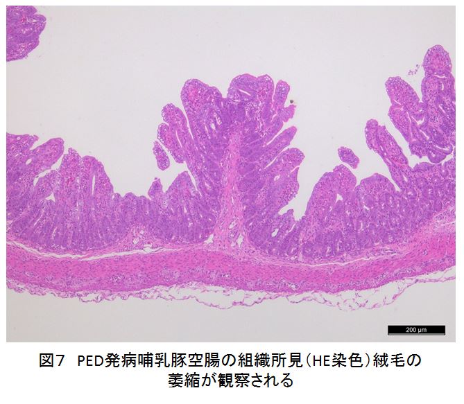 図7 PED発病哺乳豚空腸の組織所見(HE染色)
絨毛の萎縮が観察される
