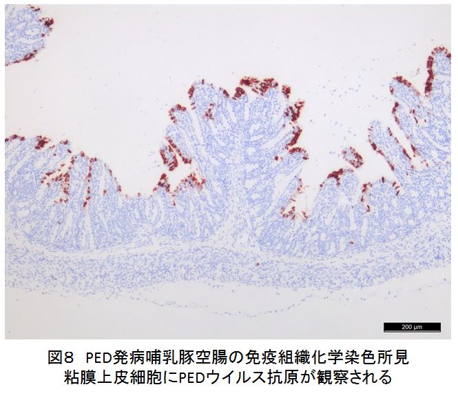 図8 PED発病哺乳豚空腸の免疫組織化学染色所見
粘膜上皮細胞にPEDウイルス抗原が観察される
