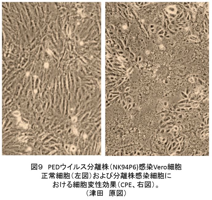 図9 PEDウイルス分離株(NK94P6)感染Vero細胞、
正常細胞(左図)および分離株感染細胞に
おける細胞変性効果(CPE、右図)。
