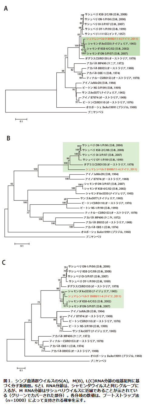 シンブ血清群ウイルスのS(A), M(B), L(C)RNA分節の塩基配列に基づく分子系統樹