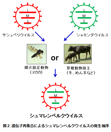 図2.遺伝子再集合によるシュマレンベルクウイルスの発生機序