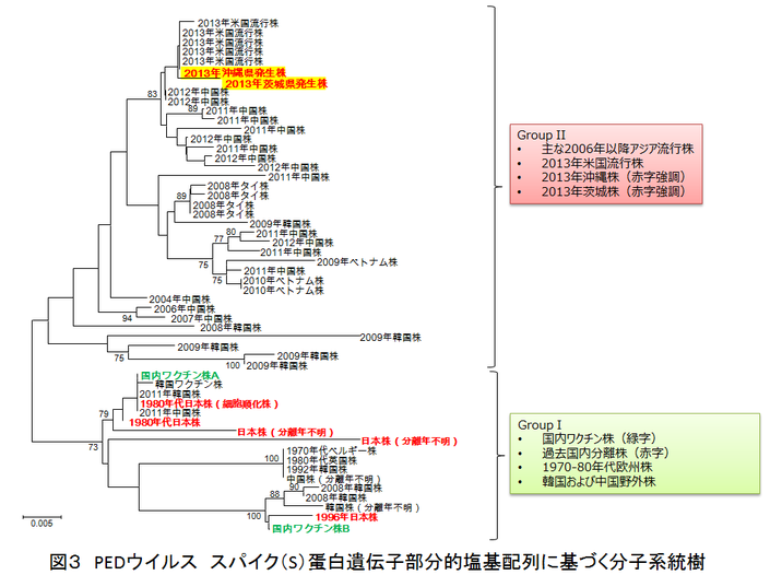 図3 PEDウイルス スパイク(S)蛋白遺伝子部分的塩基配列に基づく分子系統樹
