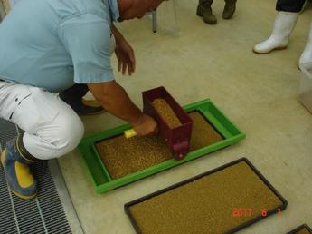 播種器による播種作業