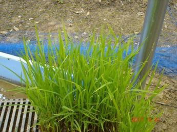 田植え前の苗の様子 その2