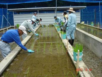 田植え作業の様子 その1