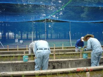 田植え作業の様子 その2
