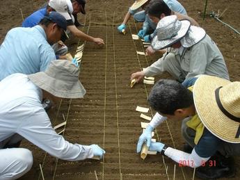 畑晩播検定のため、畑ほ場への播種の様子 その1