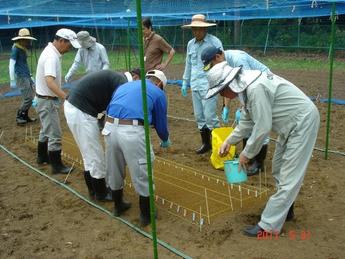 粒状培土で覆土
