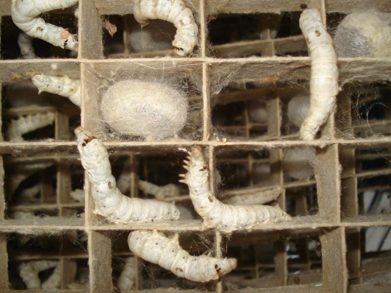 高染色性絹糸生産カイコ