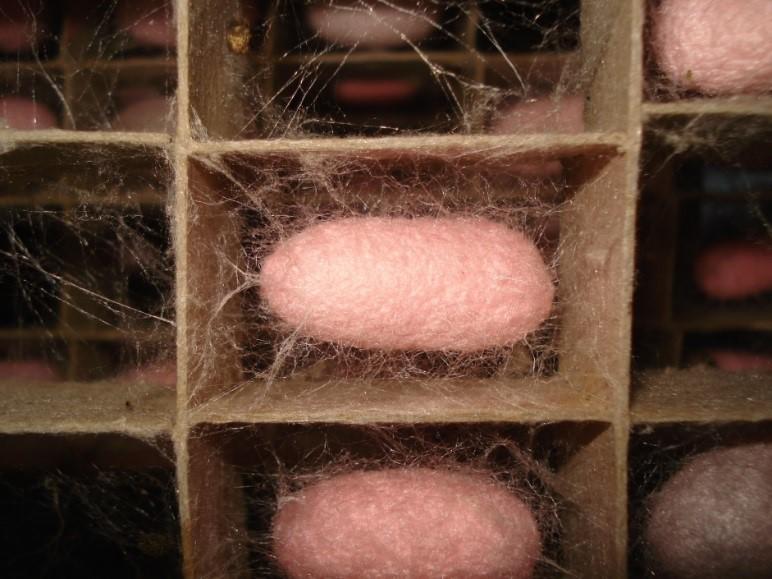 橙色蛍光タンパク質含有絹糸生産カイコの繭