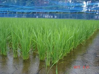 田植えから56日経過の生育状況4