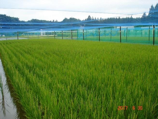 田植えから66日経過の生育状況1