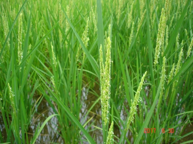 田植えから66日経過の生育状況2