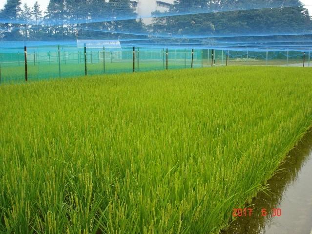 田植えから66日経過の生育状況3