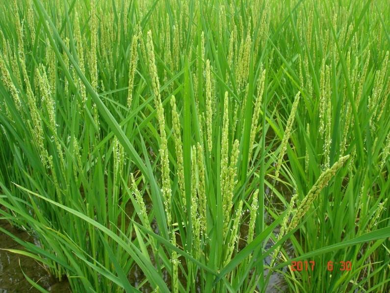 田植えから66日経過の生育状況4