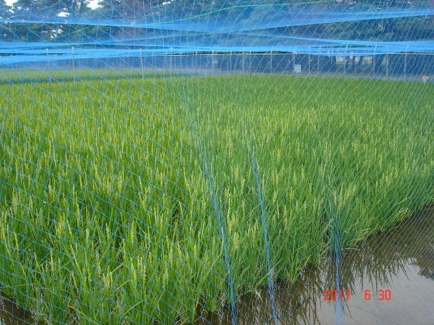 田植えから66日経過の生育状況5