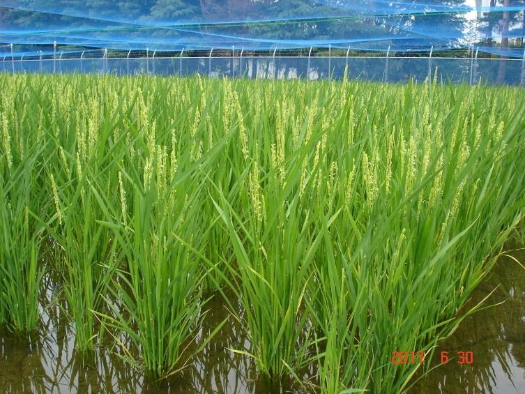 田植えから66日経過の生育状況6