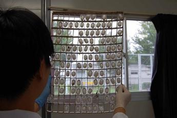 光に透かして不良の繭を除去