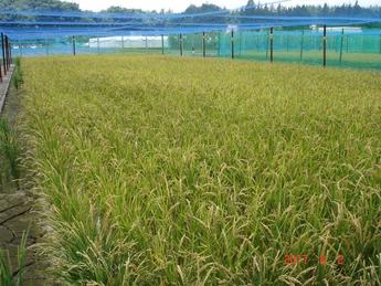 田植えから99日経過の生育状況観音台第3事業場隔離ほ場水田3