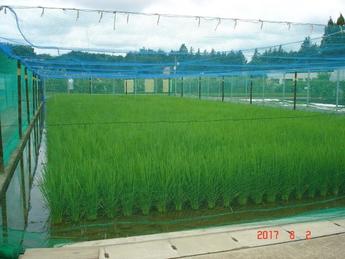 田植えから42日経過の生育状況観音台第3事業場隔離ほ場 水田1