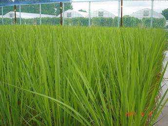 田植えから42日経過の生育状況観音台第3事業場隔離ほ場 水田1
