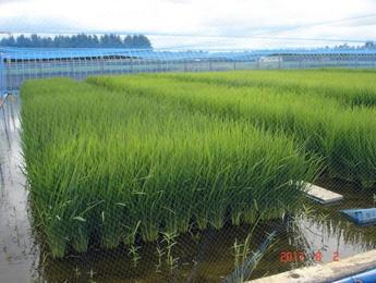 田植えから71日経過の生育状況_観音台第4事業場高機能隔離圃場 水田2